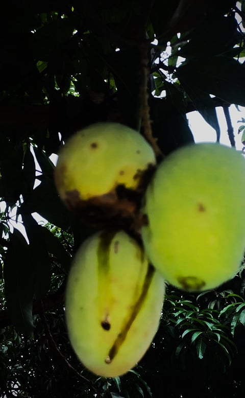 28-04-rama-mango