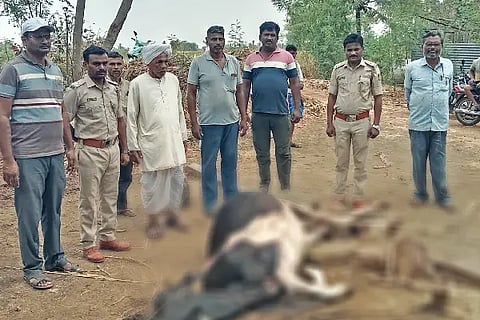A cow died in a leopard attack.