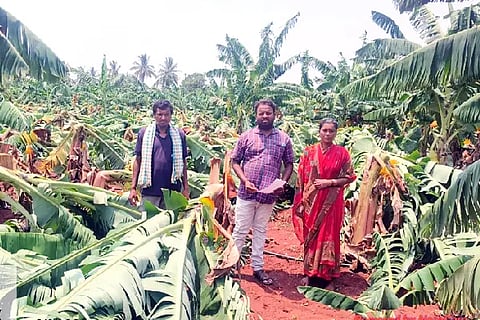 Banana plantation destroyed by wind and rain