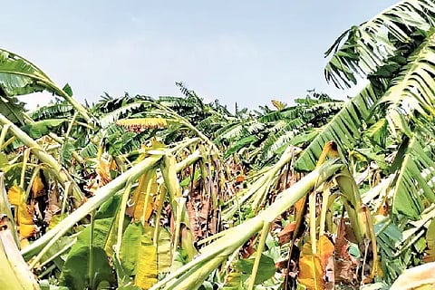 Bananas uprooted by heavy wind and rain