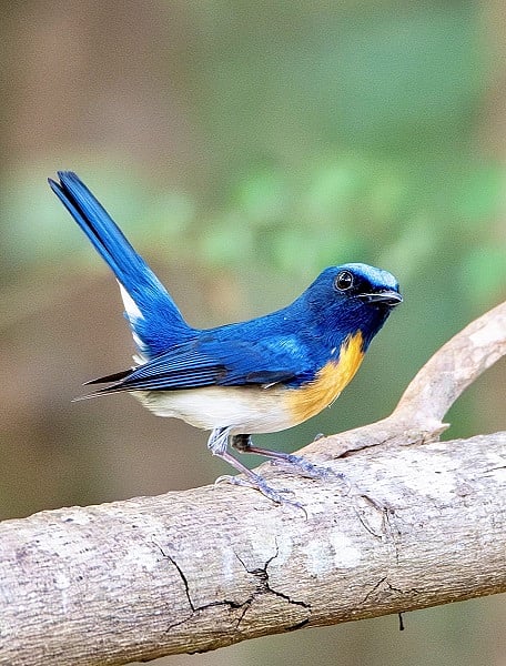 Blue_Fly_Catcher_01