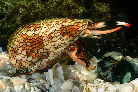 Cone snail