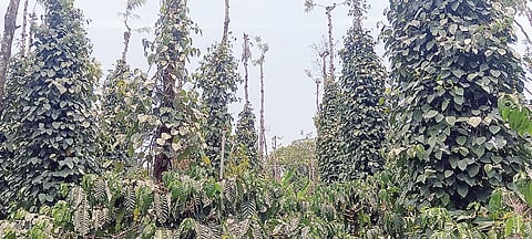 ಸಮಗ್ರ ಕೃಷಿಯಲ್ಲಿ ಅಧಿಕ ಲಾಭ