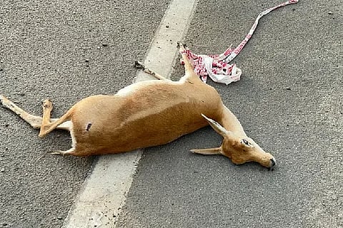 Deer carcass found on national highway