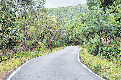 FOREST ROAD