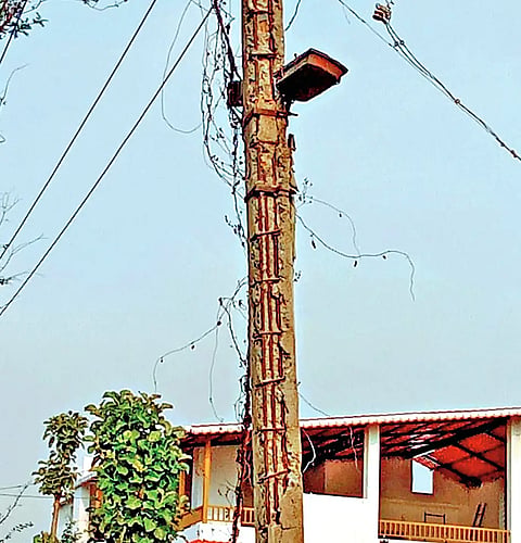 HNL POWER POLL