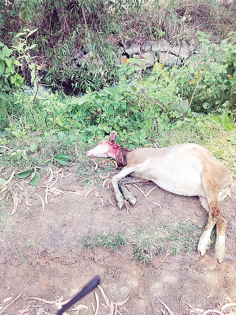 ಮೇಕೆ ಮೇಲೆ ಹುಲಿ ದಾಳಿ