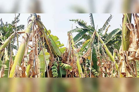 Kampli banana tree loss