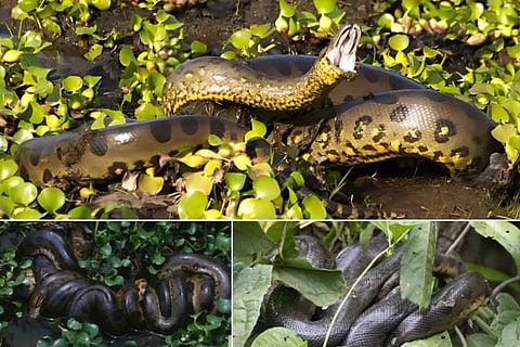 Largest Snake