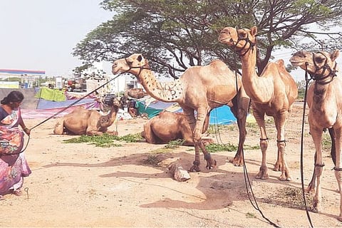 Lng Camels