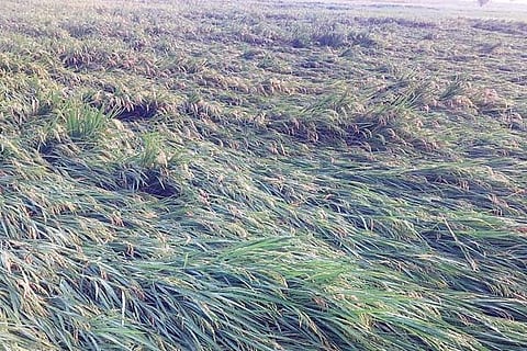 Manvi pady crop damege