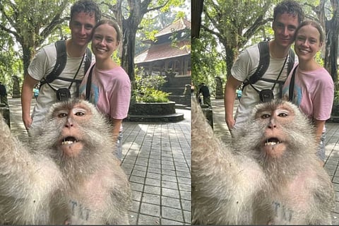 Monkey selfie