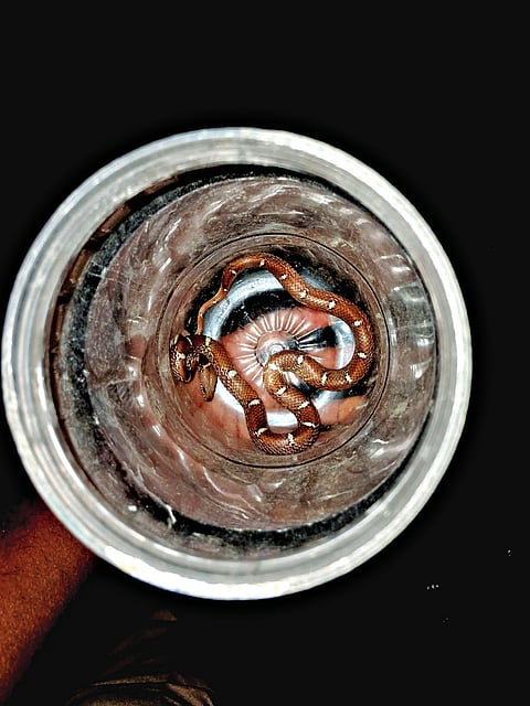 NRD SNAKE