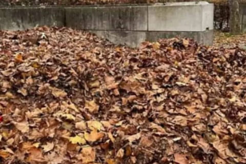Optical Illusion 