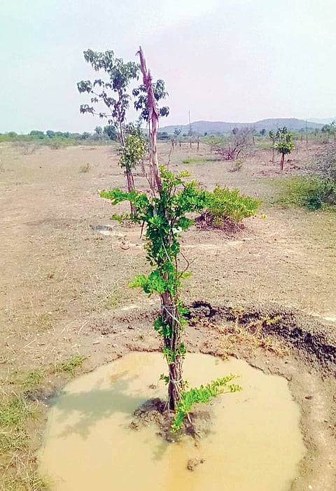 Srt kapatagudda