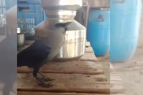 This Crow Talks Like A Human
