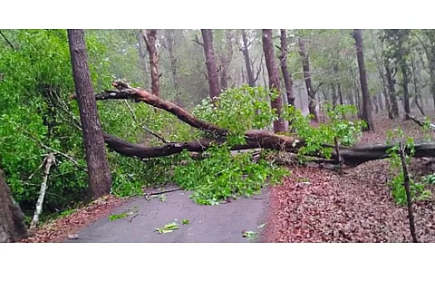 Tree Fall in Yallapura