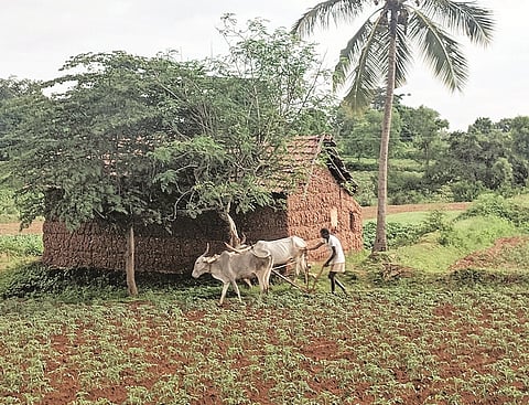agriculture land