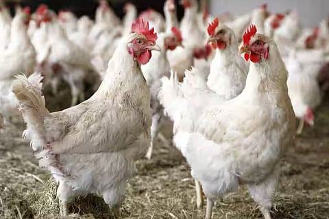 chicken