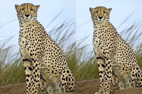 chita