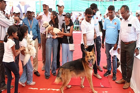 dog show