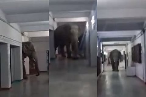 elephant