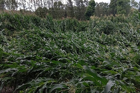 farmer suicide