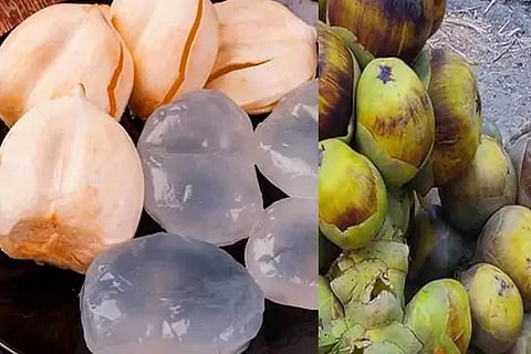 Ice apple