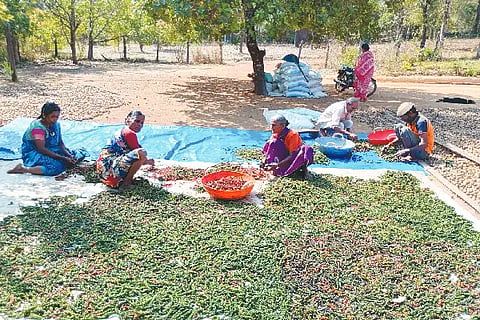 kalumenasu