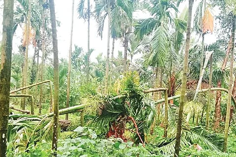 karkala