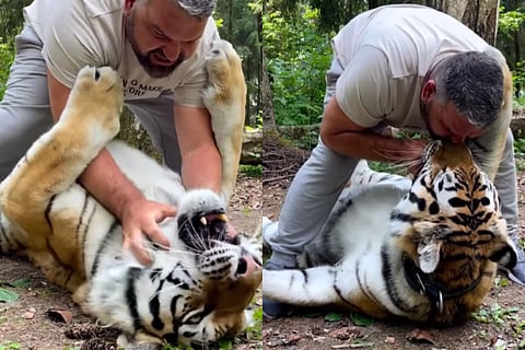 kissing tiger