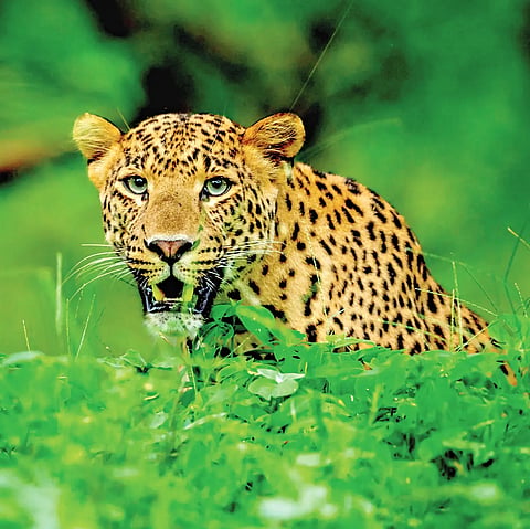 leopard