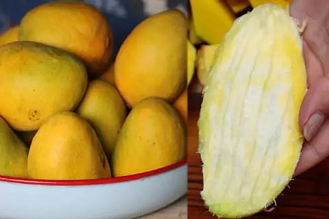 Mango Kernels
