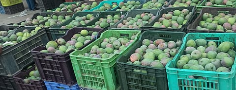 mango