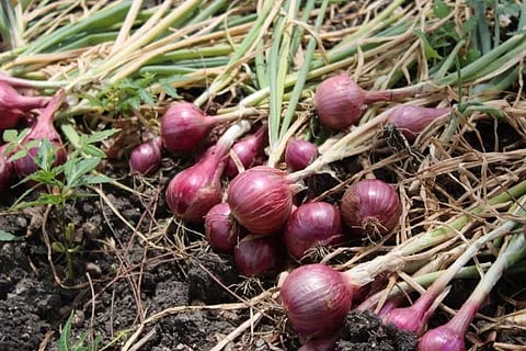 onion