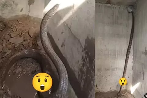 Snake