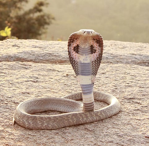 snake