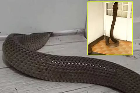 Snakes