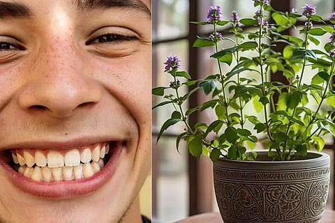 teeth