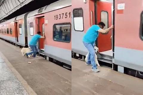 train dog