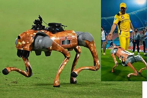 web dog champak