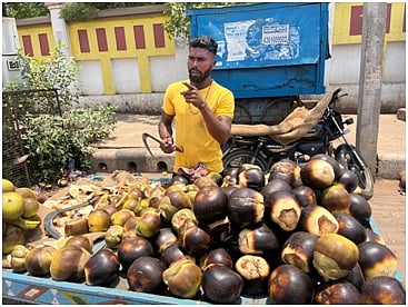 district koppal farmers taale bele tarinig