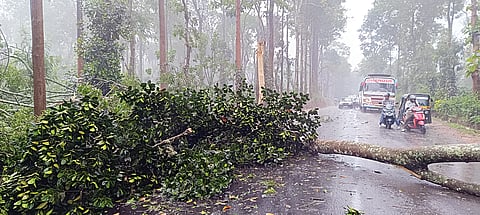 ಗಾಳಿ, ಮಳೆಗೆ ರಸ್ತೆಗೆ ಉರುಳಿದ ಮರ