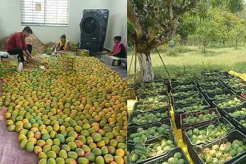 1-MANGO- STORY