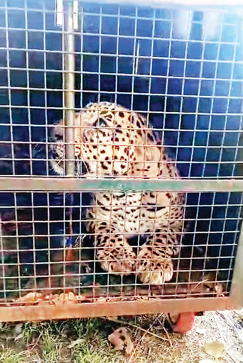 ಗಂಡು ಚಿರತೆ ಸೆರೆ