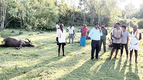 ವಿದ್ಯುತ್ ತಂತಿ ತುಂಡಾಗಿ ಬಿದ್ದು, ಎಮ್ಮೆ ಸಾವನಪ್ಪಿದೆ