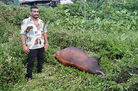 2-npk -8 cow