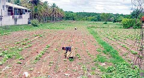 ಅರಕಲಗೂಡಿನಲ್ಲಿ ಜಿಟಿಜಿಟಿ ಮಳೆ