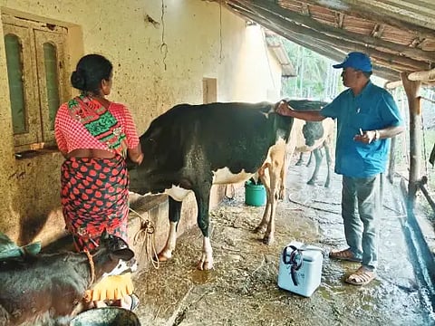 21ldh2 cow
