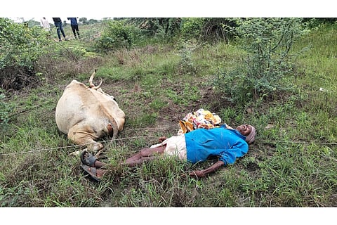 25-SRT-COW DEATH